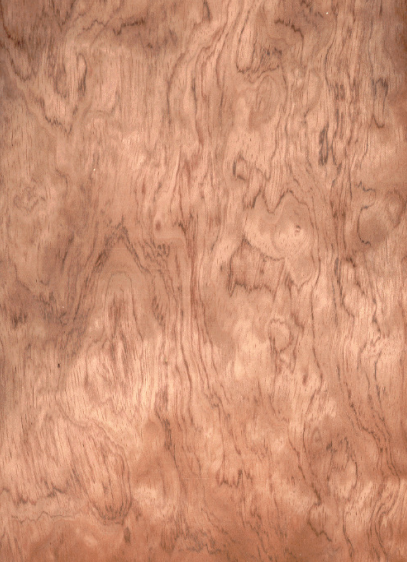 fotografie informativă Bubinga fotografie informativă Bubinga
